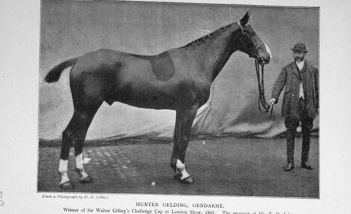 Original Old Antique Print Portrait 1897 Hunter Gelding Horse Gendarme 19th