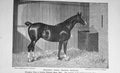 Original Old Antique Print Portrait 1897 Hackney Mare Orang Blossom Horse 19th