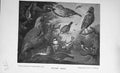 Original Old Antique Print British Birds Nature Baily'S Magazine Trees 1897