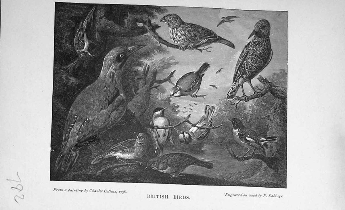 Original Old Antique Print British Birds Nature Baily'S Magazine Trees 1897