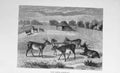 Original Old Antique Print Deer Paddock Animals Country 1897 Baily'S Magazine