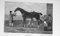 Original Old Antique Print Portrait 1897 Gfinger Horse Jockey Sport Victorian