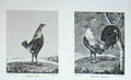 Old Antique Print Birds Ginger Red Birchin Yellow Chickens Animals 1897 19th