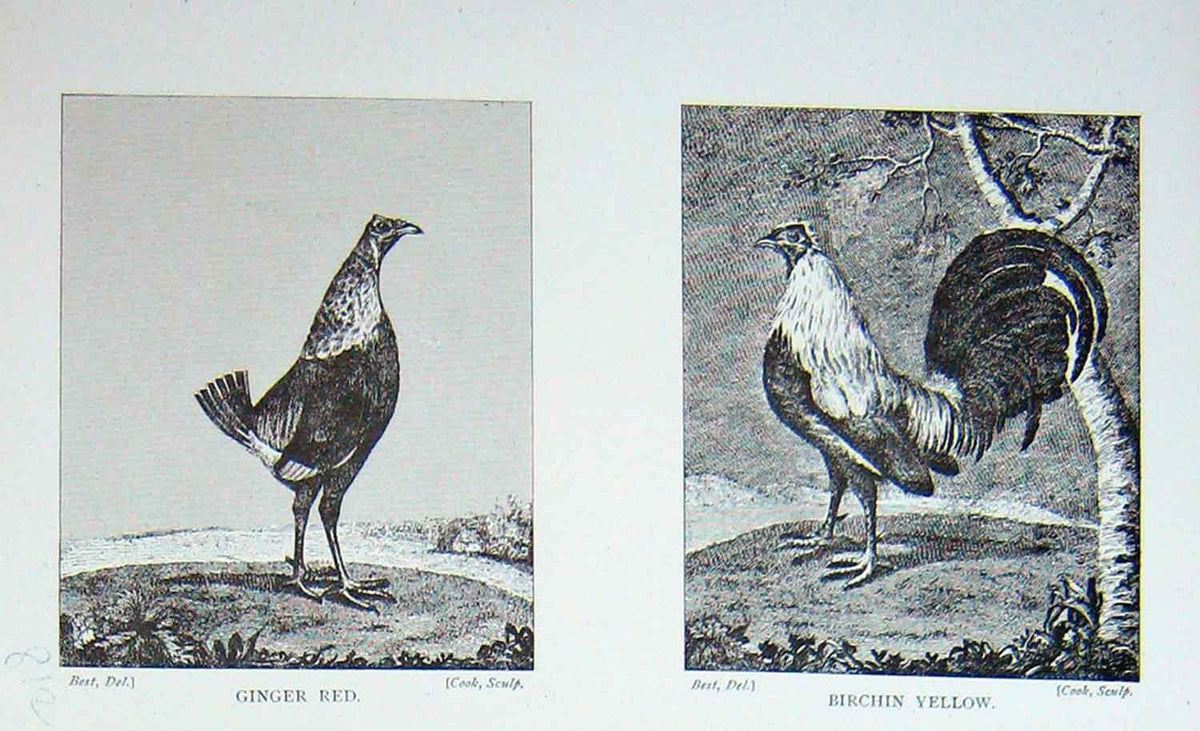Old Antique Print Birds Ginger Red Birchin Yellow Chickens Animals 1897 19th