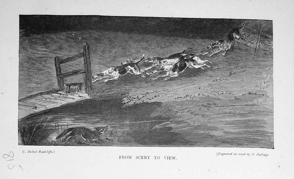 Old Antique Print Fox Hunting Hounds Animals Sport Baily'S Magazine 1897 19th
