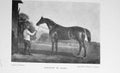 Original Old Antique Print Portrait 1897 Napoleon Le Grand Horse Sport 19th