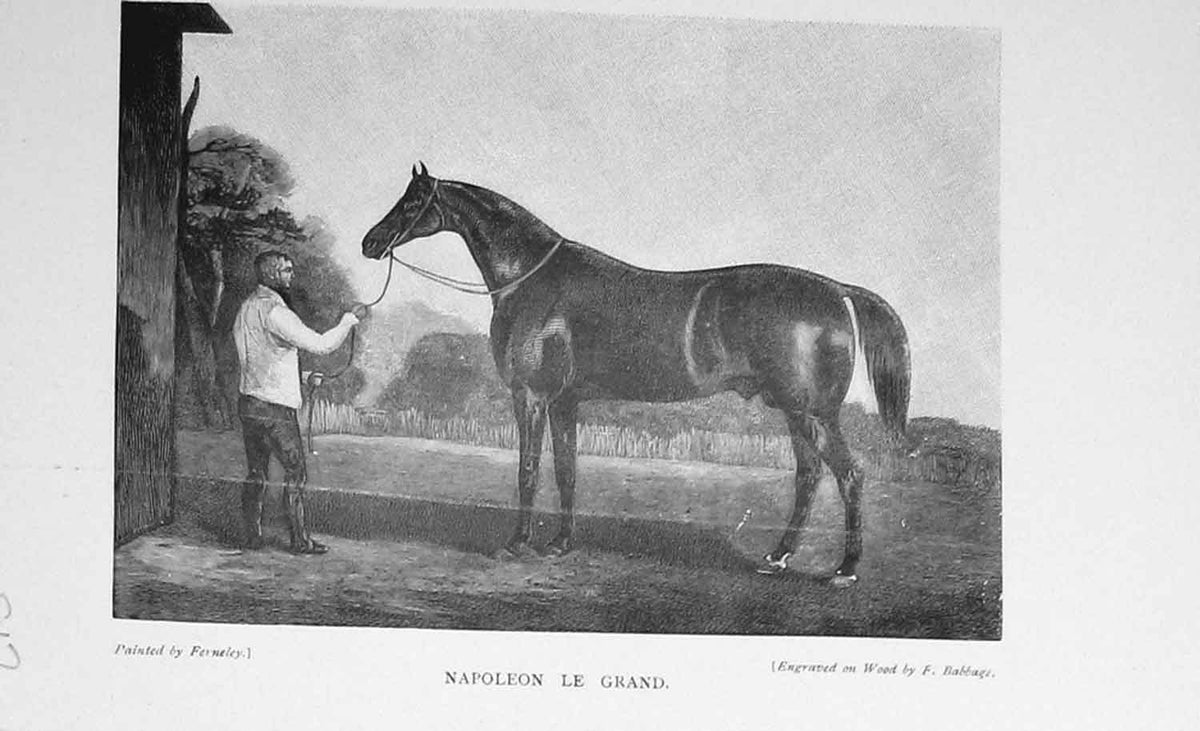 Original Old Antique Print Portrait 1897 Napoleon Le Grand Horse Sport 19th