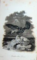 Old Antique Print Bird Prey Attacking Dove Nature Baily'S Magazine 1897 19th