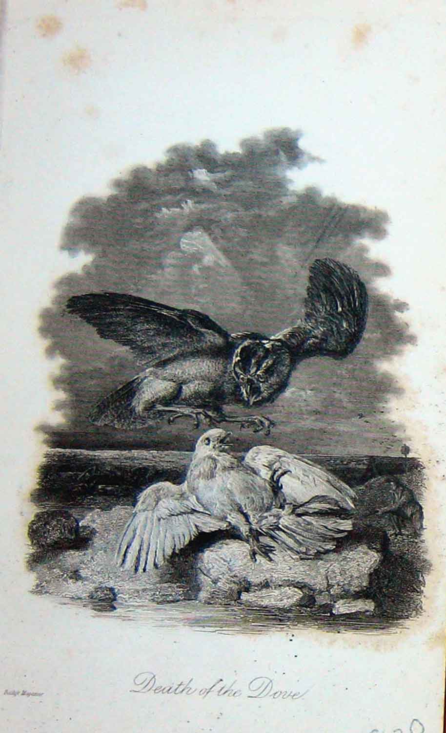 Old Antique Print Bird Prey Attacking Dove Nature Baily'S Magazine 1897 19th