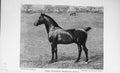 Original Old Antique Print Portrait 1896 Pony Stallion Berkeley Model Victorian