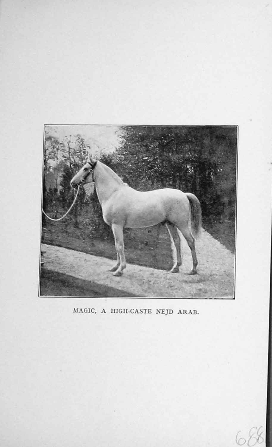 Old Antique Print Horse 1896 Magic High-Caste Nejd Arab Baily'S Magazine 19th