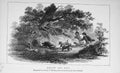 Original Old Antique Print Badger Dogs Hunting Country Sport Men Baily'S 1896