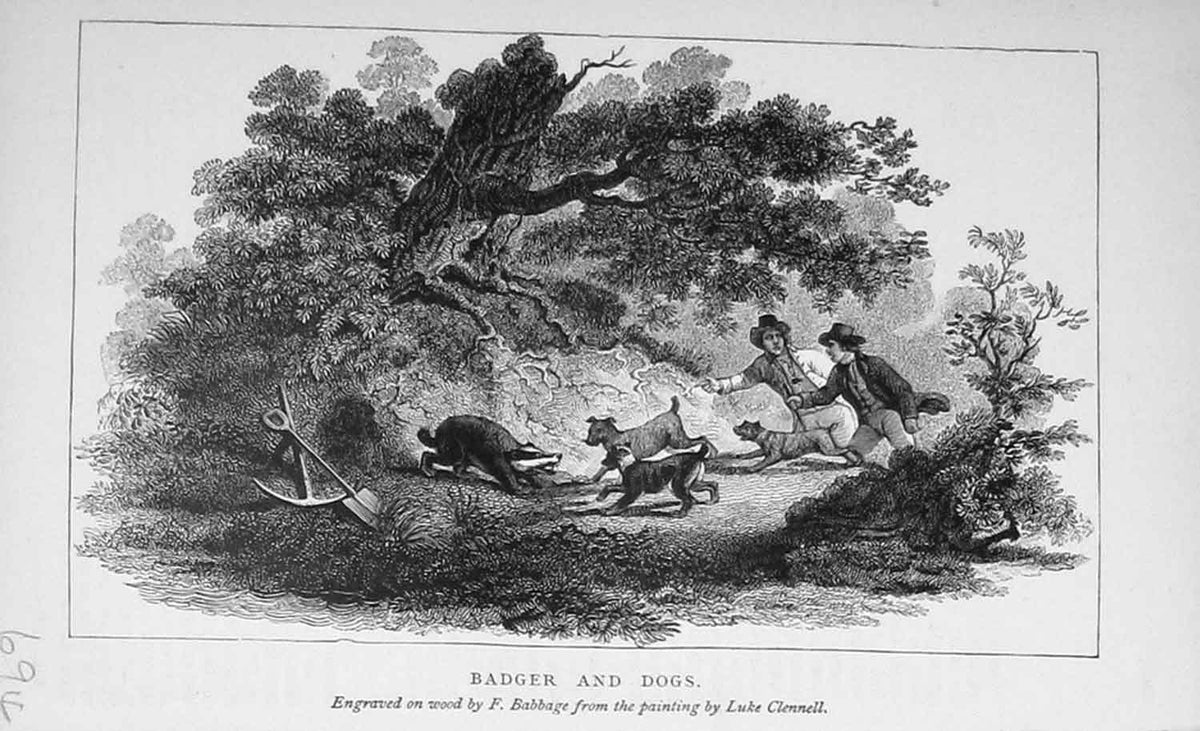 Original Old Antique Print Badger Dogs Hunting Country Sport Men Baily'S 1896