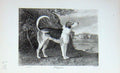 Original Old Antique Print Portrait 1896 Trojan Dog Hunting Sport Baily'S 19th