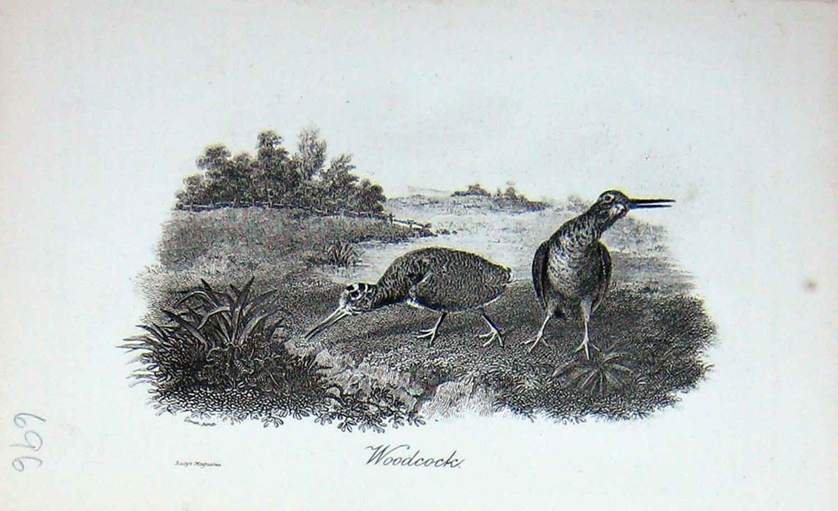 Original Old Antique Print Portrait 1896 Woodcock Birds Baily'S Magazine 19th