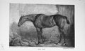 Original Old Antique Print Portrait 1896 Why Not Horse Baily'S Magazine 19th