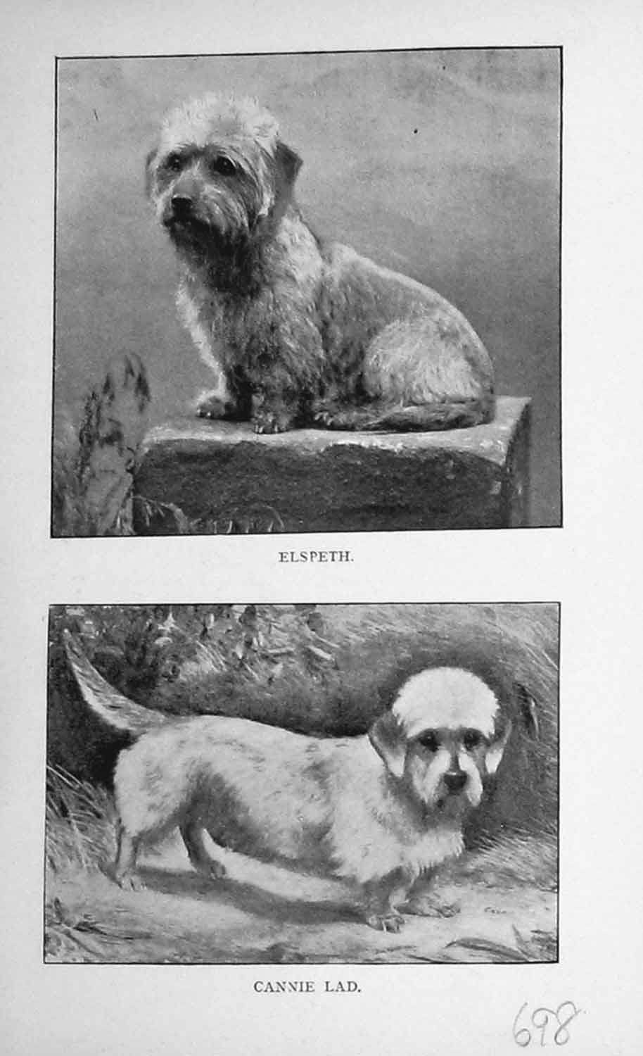 Original Old Antique Print Puppy Dogs 1896 Elspeth Cannie Lad Baily'S Magazine