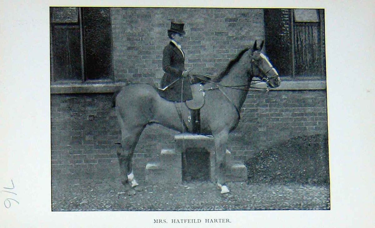 Original Old Antique Print Portrait 1896 Mrs Hatfield Harter Horse Sport 19th