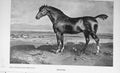 Original Old Antique Print Portrait 1896 Monitor Horse Baily'S Magazine 19th