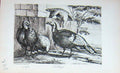 Original Old Antique Print Baily'S Magazine 1896 Turkey Bird Country Animals