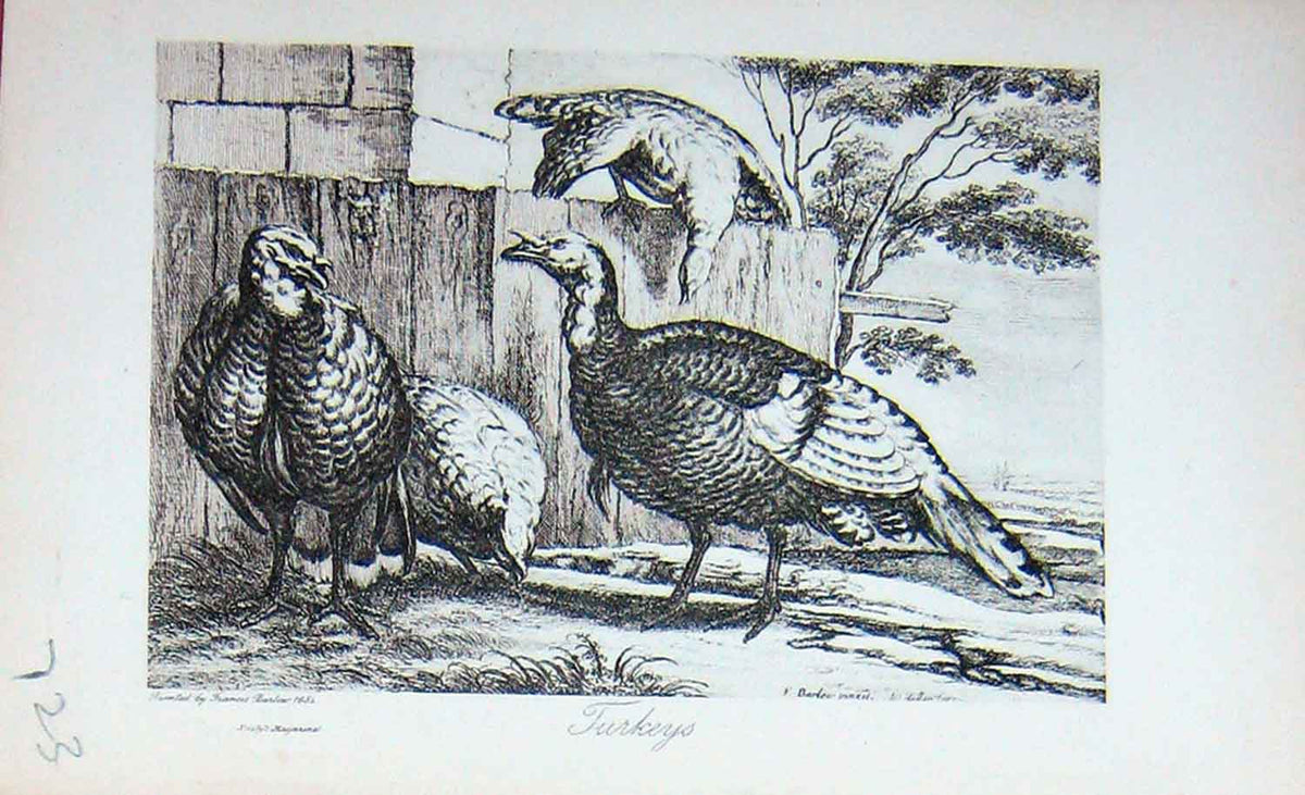 Original Old Antique Print Baily'S Magazine 1896 Turkey Bird Country Animals