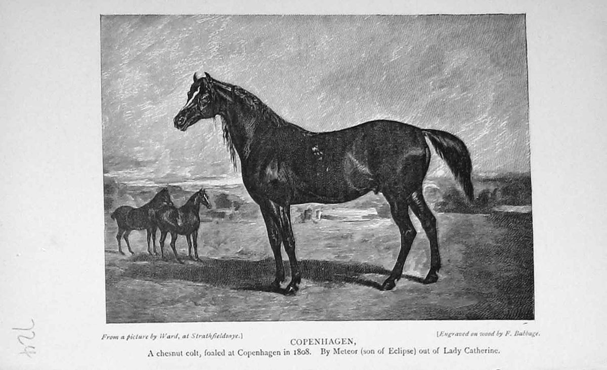 Original Old Antique Print Portrait 1896 Copenhagen Chesnut Colt Horse 19th