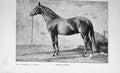 Original Old Antique Print Portrait 1896 Royal Meath Horse Sport Photo 19th