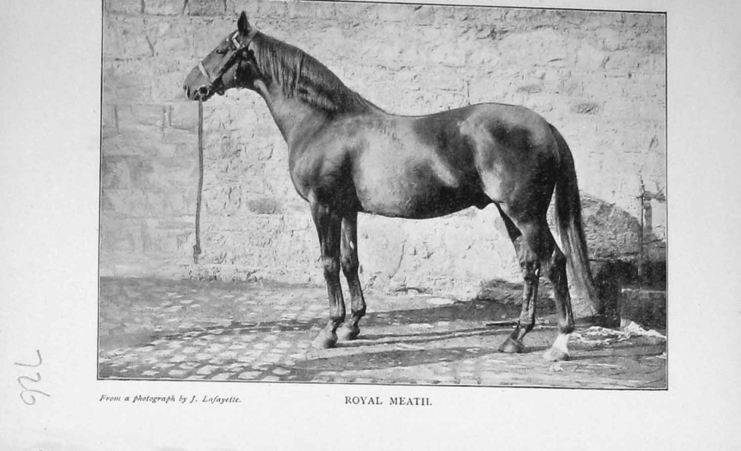 Original Old Antique Print Portrait 1896 Royal Meath Horse Sport Photo 19th