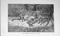 Original Old Antique Print 1896 Fox Hunting Cubs Rabbit Country Bailys Magazine