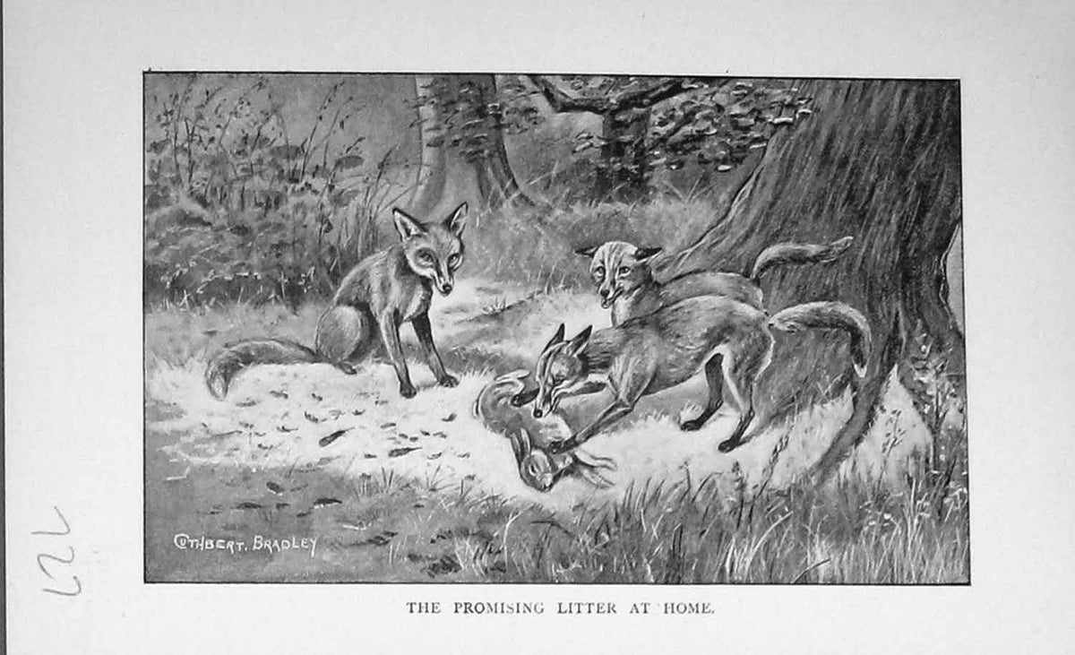 Original Old Antique Print 1896 Fox Hunting Cubs Rabbit Country Bailys Magazine