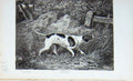 Original Old Antique Print Baily'S Magazine 1896 Doll Hunting Dog Sport Country