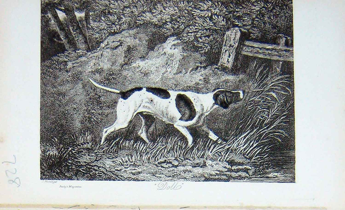Original Old Antique Print Baily'S Magazine 1896 Doll Hunting Dog Sport Country