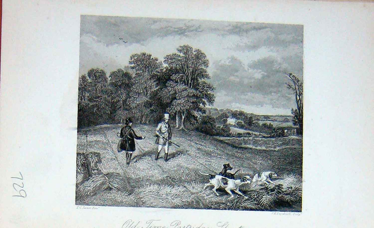 Old Antique Print Baily'S Magazine 1896 Partridge Shooting Hunting Dogs 19th