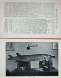 Original Old Antique Print Female Pike Fish 1896 Photograph Baily'S Magazine