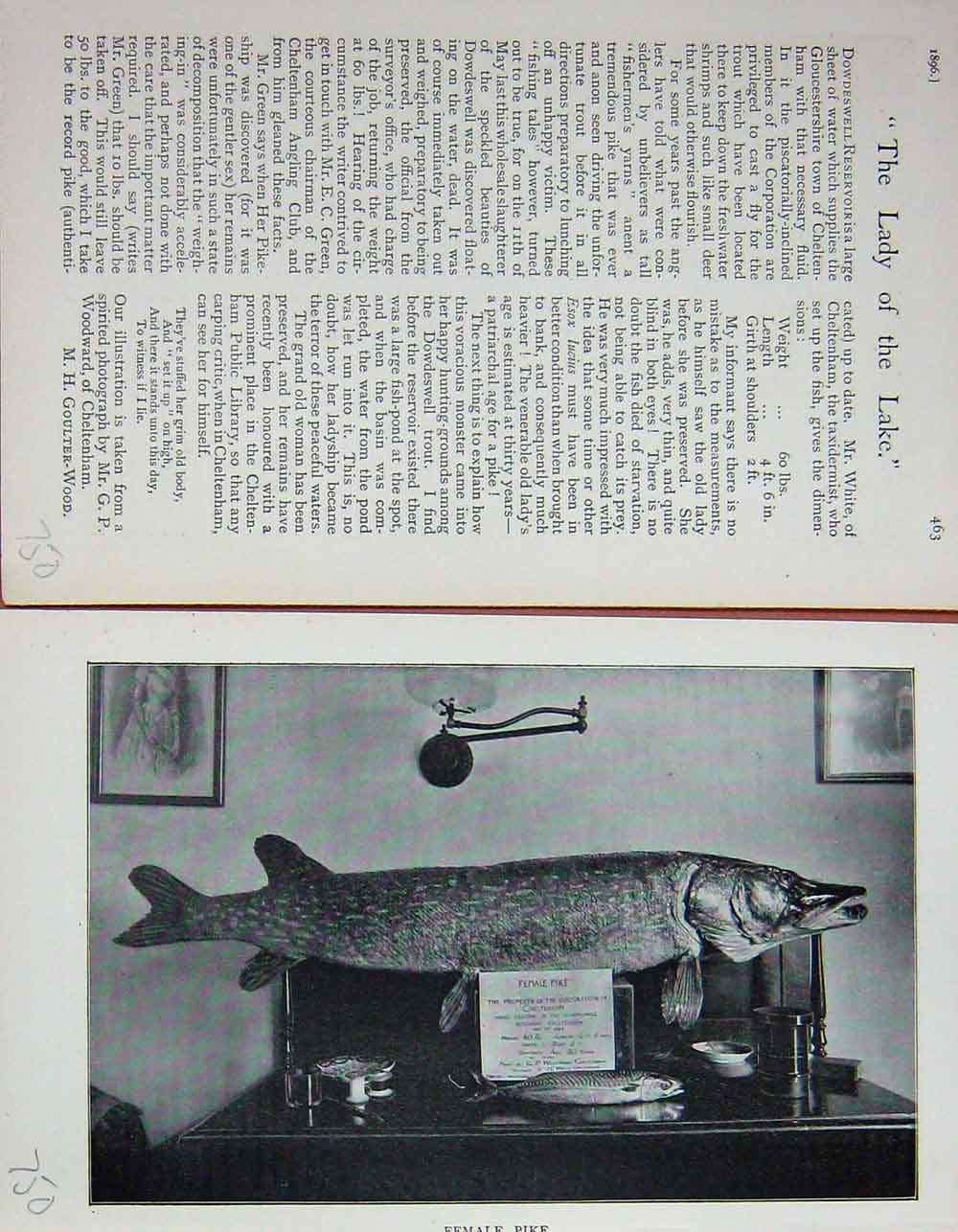 Original Old Antique Print Female Pike Fish 1896 Photograph Baily'S Magazine