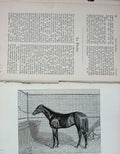Original Old Antique Print Portrait 1893 La Fleche Horse Stable Sport Victorian