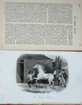 Old Antique Print Spicy Screw Horse Stable Sports 1893 Baily'S Magazine 19th
