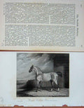 Old Antique Print Bond'S Norfolk Phenomenon Horse 1894 Baily'S Magazine 19th