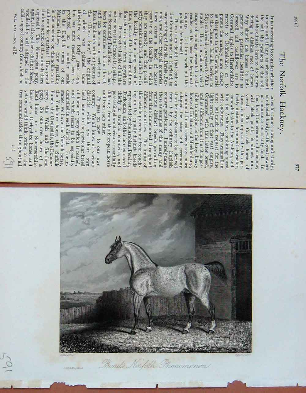 Old Antique Print Bond'S Norfolk Phenomenon Horse 1894 Baily'S Magazine 19th