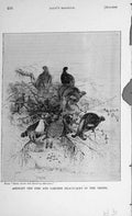 Original Old Antique Print Wild Birds Fowl Blackgame Firs Larches Trees 1894