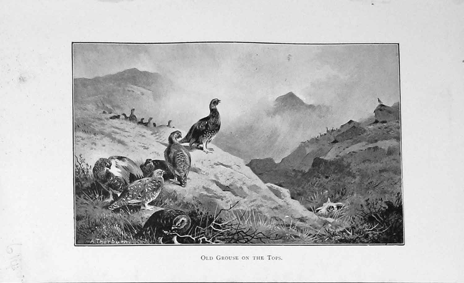 Original Old Antique Print Baily'S Magazine Grouse Birds Hunting Mountains 1894