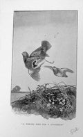 Old Antique Print Baily'S Magazine 1898 Winged Bird Hunting Sport Country 19th