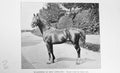 Original Old Antique Print Ellesmere New Oswestry Horse Photograph Sport 1898