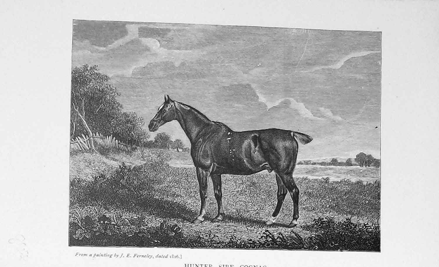 Original Old Antique Print Baily'S Magazine 1898 Hunter Sire Cognac Sport 19th