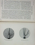 Original Old Antique Print 1899 Horse Riding Reins Poem Foxhunter'S Widow Sport