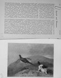 Old Antique Print 1899 Hunting Spaniel Dog Pheasant Bird Country Baily'S 19th