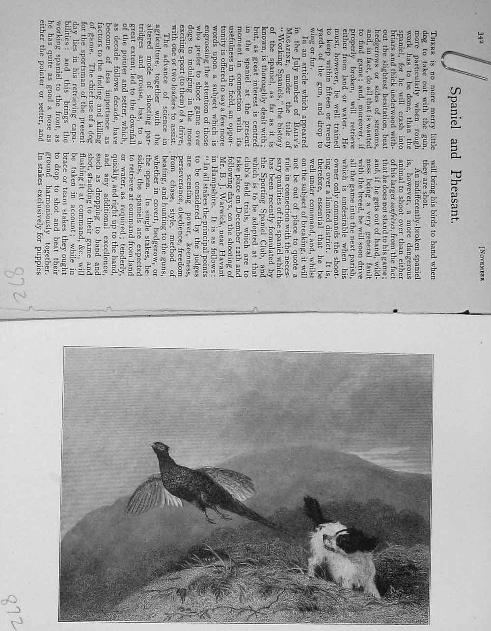 Old Antique Print 1899 Hunting Spaniel Dog Pheasant Bird Country Baily'S 19th