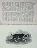 Old Antique Print 1899 Spanish Pointer Dog Hunting Sport Baily'S Magazine 19th