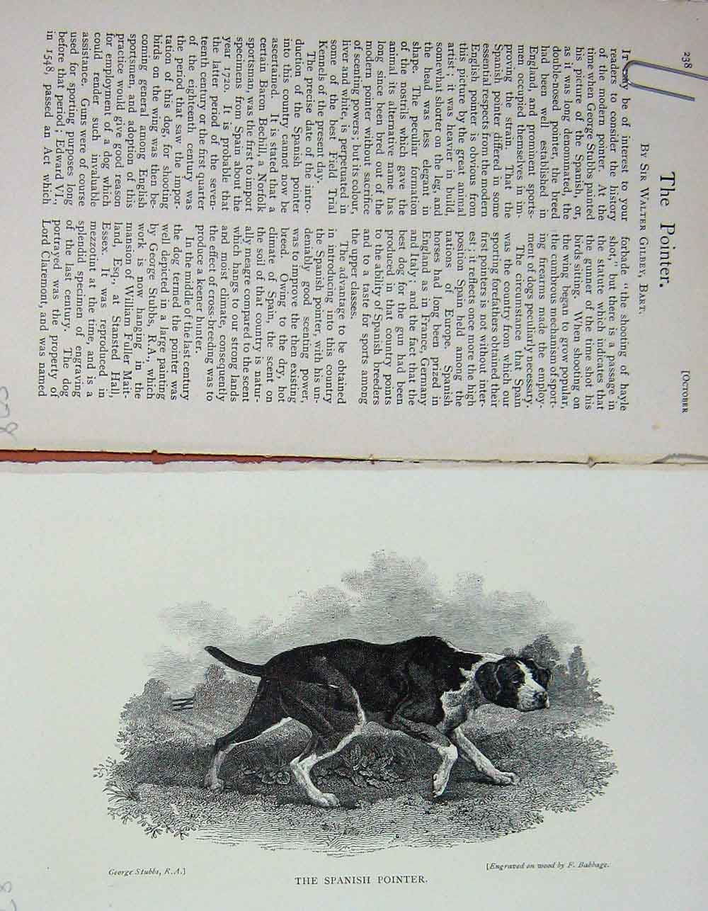 Old Antique Print 1899 Spanish Pointer Dog Hunting Sport Baily'S Magazine 19th