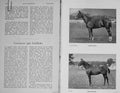 Original Old Antique Print 1899 Horses Hunters Gendarme Gflake Photograph 19th